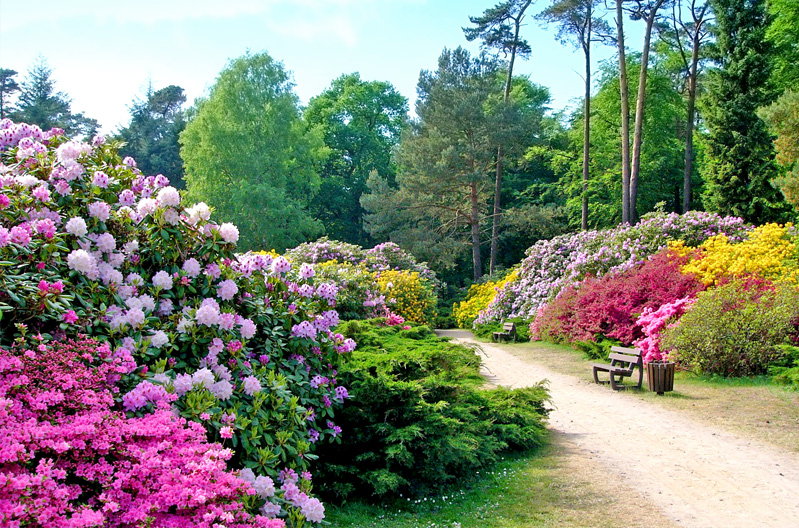 ASB_GM_Der_4_5_ha_grosse_Rhododendronpark_Graal_Mueritz_befindet_sich_im_Westen_des_Ortes.jpg